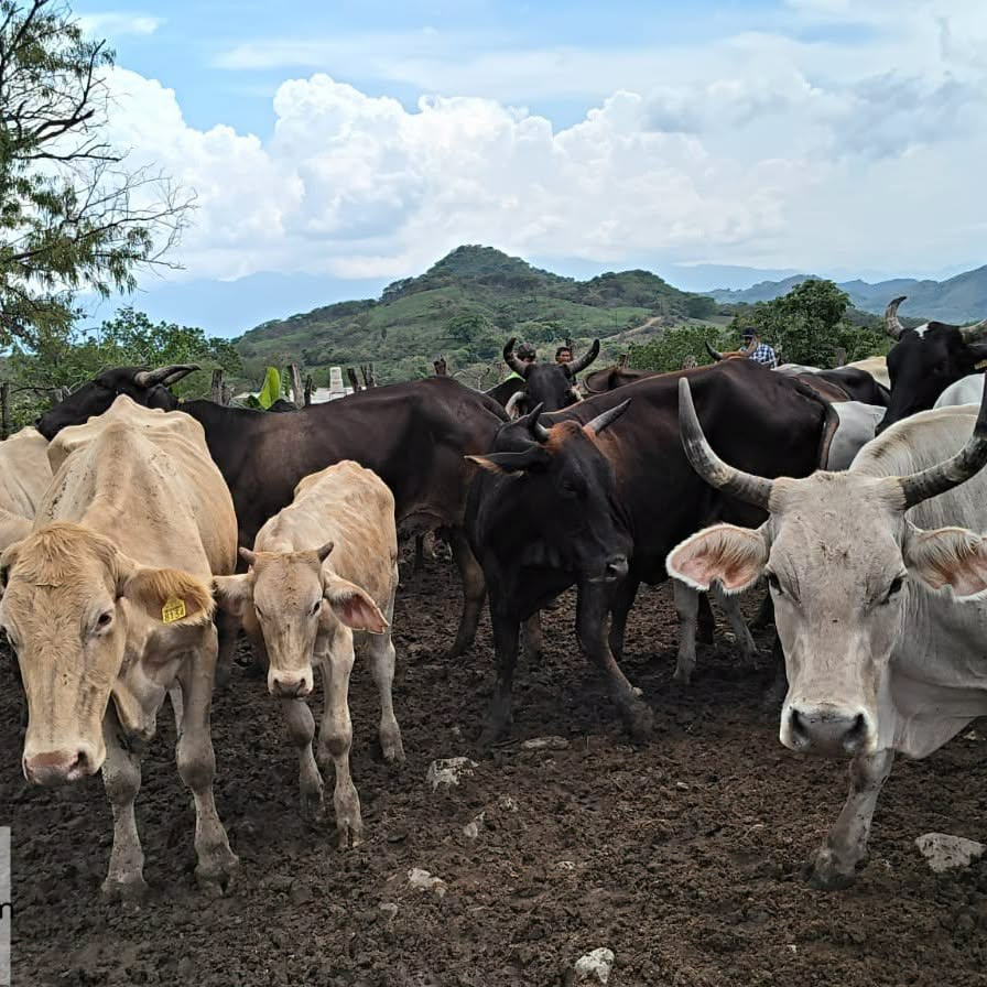 Ahuacatlán fortalece vigilancia sanitaria contra el Gusano Barrenador del Ganado