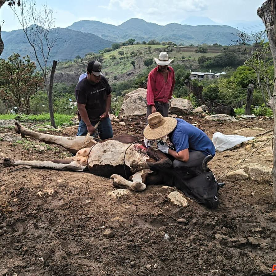 Ahuacatlán fortalece vigilancia sanitaria contra el Gusano Barrenador del Ganado