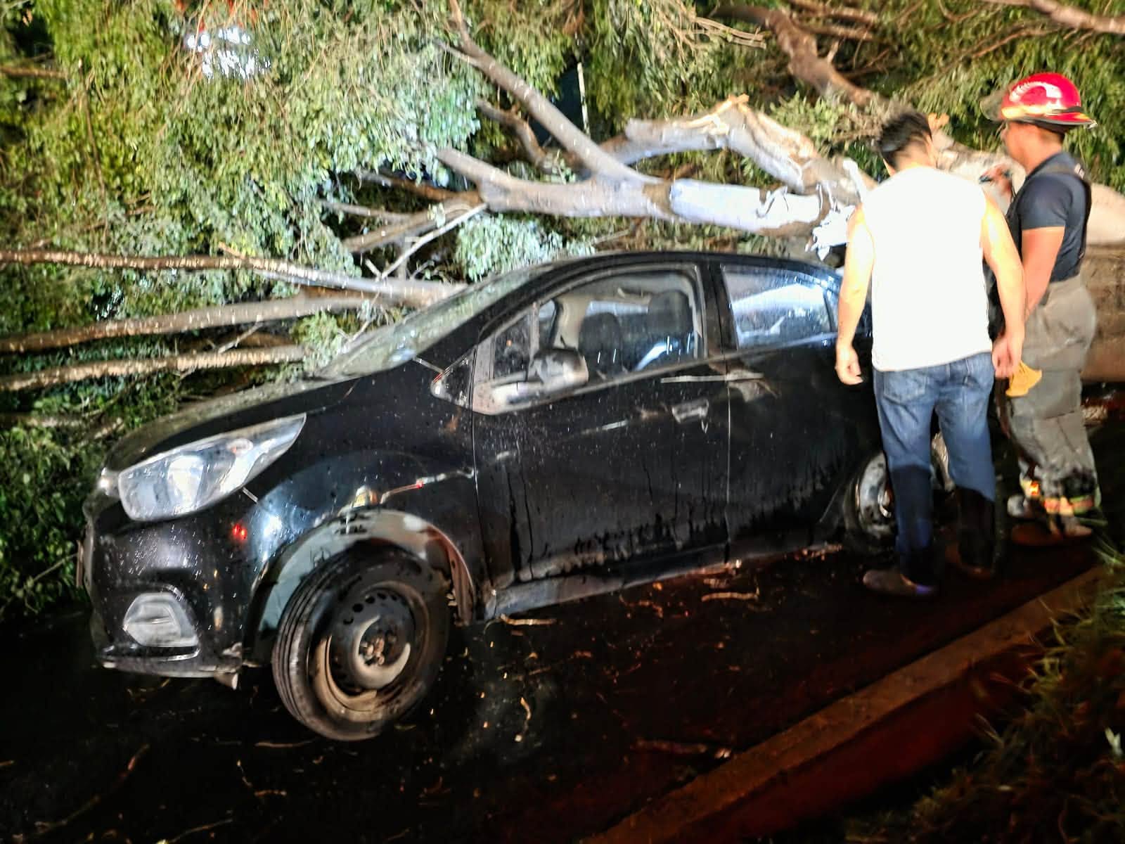 Tormenta provoca caída de cinco árboles en Tepic; uno impacta un vehículo