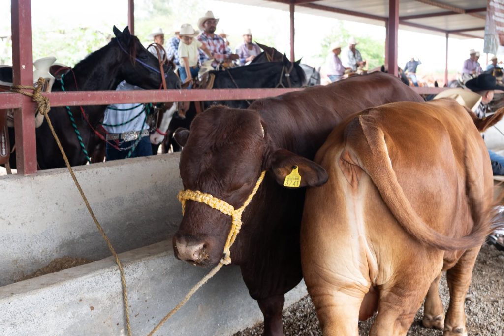 San Pedro Lagunillas reconoce al sector ganadero durante su día con apoyo a productores